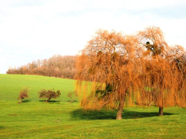 À la découverte du grand canon 14-18 de Zillisheim