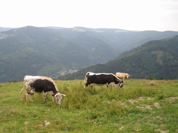 Le Sentier des Névés