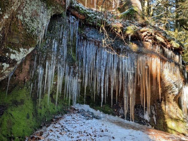 Circulaires du Hêtre de la Vierge à Cleurie