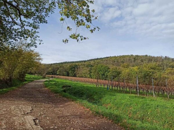 LE PIEMONT DE SOULTZ